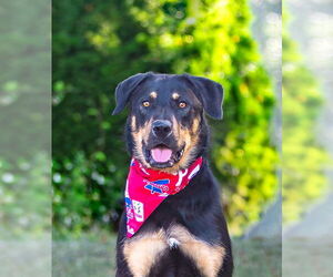 German Shepherd Dog-Unknown Mix Dogs for adoption in Unionville, PA, USA