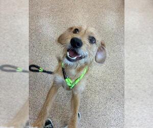 Norfolk Terrier Dogs for adoption in Springfield, MA, USA