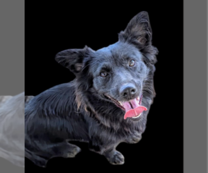 Chiweenie Dogs for adoption in Fresno, CA, USA