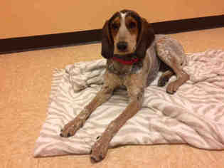Bluetick Coonhound Dogs for adoption in Santa Fe, NM, USA