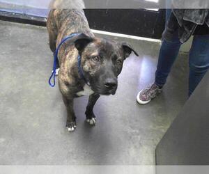German Shepherd Dog-Unknown Mix Dogs for adoption in Tulsa, OK, USA