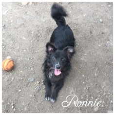 Schip-a-Pom Dogs for adoption in Hope, British Columbia, Canada
