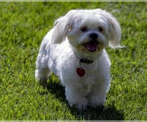 Mal-Shi Dogs for adoption in Wichita, KS, USA
