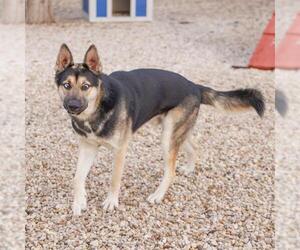 German Shepherd Dog-Huskies  Mix Dogs for adoption in Waco, TX, USA