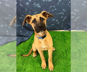Black Mouth Cur-Unknown Mix Dogs for adoption in Bryant, AR, USA