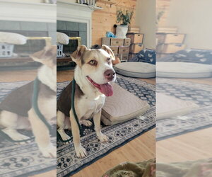 Labrador Retriever-Unknown Mix Dogs for adoption in Salt Lake City, UT, USA