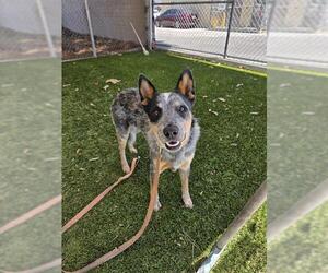 Mutt Dogs for adoption in Downey, CA, USA