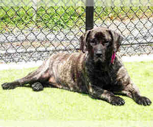 Presa Canario Dogs for adoption in Raleigh, NC, USA