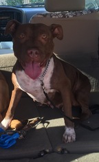 American Pit Bull Terrier Dogs for adoption in Costa Mesa, CA, USA