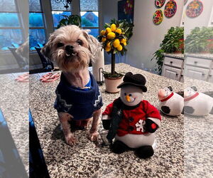 Medium Photo #1 Shih Tzu-Unknown Mix Puppy For Sale in Euless, TX, USA