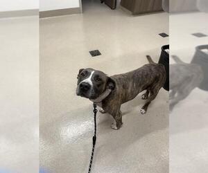 American Pit Bull Terrier Dogs for adoption in Baytown, TX, USA