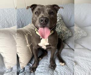 American Pit Bull Terrier Dogs for adoption in Santa Barbara, CA, USA