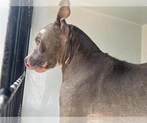 American Pit Bull Terrier-Unknown Mix Dogs for adoption in Houston, TX, USA