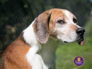 Medium Photo #1 Treeing Walker Coonhound-Unknown Mix Puppy For Sale in Norfolk, VA, USA