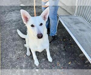 German Shepherd Dog Dogs for adoption in Petaluma, CA, USA