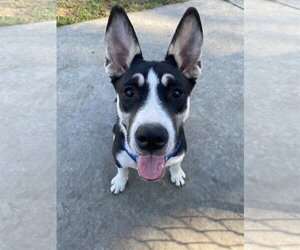 Bull Terrier-Huskies  Mix Dogs for adoption in Davis, CA, USA