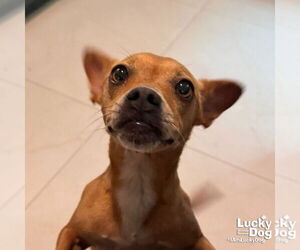 Chihuahua-Unknown Mix Dogs for adoption in Washington, DC, USA