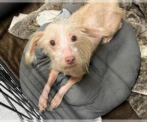 Cairn Terrier-Unknown Mix Dogs for adoption in Orange, CA, USA