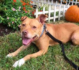 American Pit Bull Terrier-Unknown Mix Dogs for adoption in Fredericksburg, VA, USA