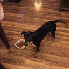 Rottweiler Dogs for adoption in Midland, TX, USA