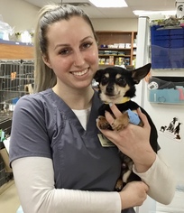 Chihuahua Dogs for adoption in Clarkston, MI, USA