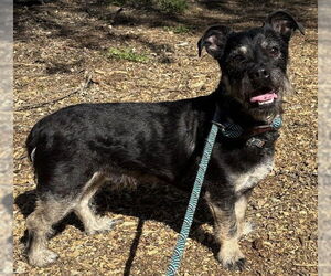 Dachshund-Unknown Mix Dogs for adoption in Placerville, CA, USA