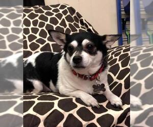 Chihuahua Dogs for adoption in Longview, TX, USA