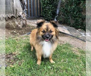 Pominese Dogs for adoption in Marina Del Rey, CA, USA