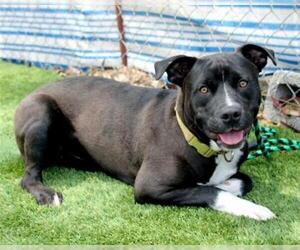 American Staffordshire Terrier-Unknown Mix Dogs for adoption in Lees Summit, MO, USA
