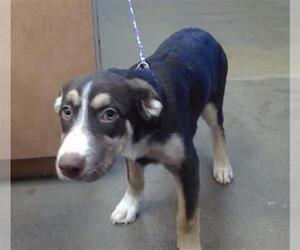 Border Collie-Unknown Mix Dogs for adoption in Sacramento, CA, USA