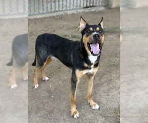 Mutt Dogs for adoption in Riverside, CA, USA