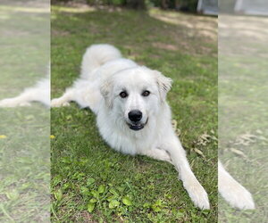 Great Pyrenees-Unknown Mix Dogs for adoption in Bolivar, MO, USA
