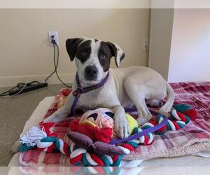 Plott Hound-Unknown Mix Dogs for adoption in Pasadena, CA, USA