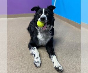 Border Collie Dogs for adoption in Aurora, CO, USA