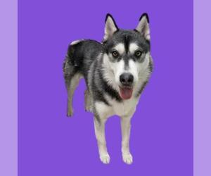 Siberian Husky Dogs for adoption in Long Beach, CA, USA