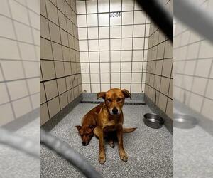 Labrador Retriever-Unknown Mix Dogs for adoption in Pasadena, TX, USA
