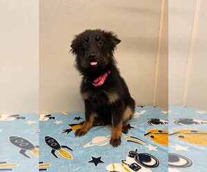Border Collie Dogs for adoption in Osgood, IN, USA