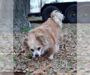 Tibetan Spaniel-Unknown Mix Dogs for adoption in Missouri City, TX, USA