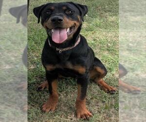 Rottweiler-Unknown Mix Dogs for adoption in Texas City, TX, USA