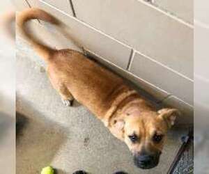 Mutt Dogs for adoption in Madison, IN, USA