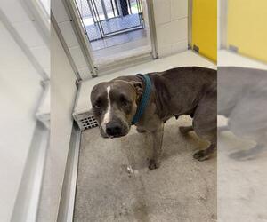 American Pit Bull Terrier Dogs for adoption in Temple, TX, USA