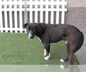 Borador Dogs for adoption in Modesto, CA, USA