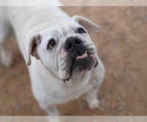 American Bulldog Dogs for adoption in Santa Fe, NM, USA