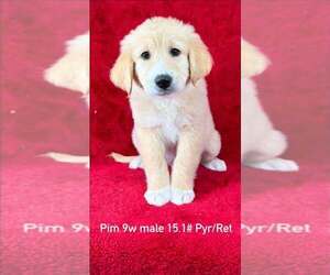 Medium Photo #1 Great Pyrenees-Retriever  Mix Puppy For Sale in Brewster, NY, USA