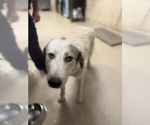 Great Pyrenees-Unknown Mix Dogs for adoption in Riverside, CA, USA