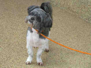 Lhasa Apso Dogs for adoption in Springfield, MA, USA