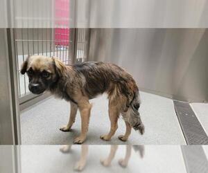 Papillon-Unknown Mix Dogs for adoption in Orange, CA, USA