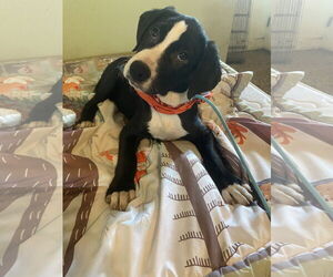 Labrador Retriever-Unknown Mix Dogs for adoption in Sanford, FL, USA