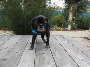 Pug Dogs for adoption in Pacific Grove, CA, USA