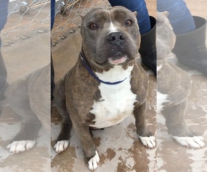 Staffordshire Bull Terrier Dogs for adoption in Alta Loma, CA, USA
